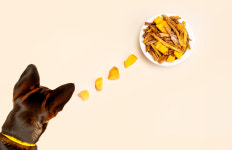 [홍시황태] 면역력 강화 식이섬유 강아지 황태 간식 : 리앤폴