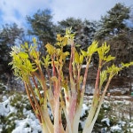 강원도 눈꽃 땅두릅 백미향 눈꽃두릅 200g-2kg 산지 당일 수확 직송 : 스마트연쇄점