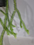석송 스퀘어로사  12cm  행잉플랜트  (랜덤배송) : 초록플랜트