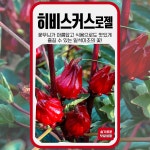 히비스커스 로젤 씨앗 10립 세계종묘 종자 모종 씨 야생화 꽃차 식용꽃 일반종 일년생 고급 : 슬기로운농약사