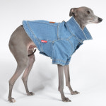 막스플레이 트루 워시드 데님 자켓 반팔 청자켓 이탈리안그레이하운드옷 아이쥐옷 : MARX PLAY