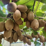 제주 그린키위 특대과 국내산 참다래 못난이 5kg : 판포농장