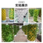 상추키우기 수직농장 수경재배 수경재배기 수직 플랜트박스 : 글로벌 하이웨이