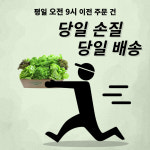 올바른농장 무농약 유러피안 샐러드 꾸러미 채소 1kg (3종 랜덤배송) : 정진에프피씨 All바른농장