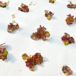 [산지직송] 사계절청년농부 농장직송 신선한 [꽃상추] 적상추 쌈채소 쌈야채 2kg, 1개 : 사계절 청년농부