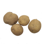 야채이야기 영양가득 감자 2개 : 야채이야기