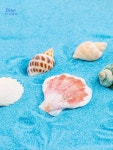 커넷 조개 화이트 씨글라스가 블루그린 불가사리아쿠아블루 있는 BY 항해 씨글라스 2-3cm 백구라 1개 : 커넥터1