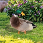 정원 오리 조각상 2D 아크릴 야생 마당 장식 양면 인쇄 농장용 비바람에 견디는 입상 : 욕심쟁이조유