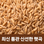 The큰나무 파로 3kg 곡물 쌀 파로밥 효소 바나듐쌀 카무트 호라산밀 귀리 홍국쌀 : The큰나무