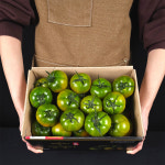 프리미엄 부산 대저 짭짤이 토마토 로얄과 특품 짭짜리 짭잘이토마토 2.5kg : 구봉마을박가네