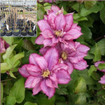 클레마티스 큰꽃으아리 넝쿨식물 (파라디소)  5치화분 개화주(묵은주) : 서진이네판매점