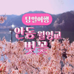 [역장투어-당일] 안동 월영교 벚꽃 & 영주 무섬마을 맛 기차여행 : 역장투어
