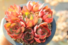 핑키다육 양진 군생 예쁜 다육식물 키우기 쉬운 다육농장 이름 포트 홈가드닝 인테리어 : 핑키다육