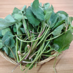[산지직송] 지리산 햇 취나물 500g 1kg : 외할머니밥상