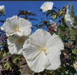 부용 카루셀 고스트 C2포트숙근 미국부용 : 가든아울렛