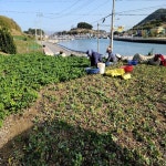 방풍나물 1Kg 자연산 노지재배 봄 산나물 갯방풍 해방풍 봄나물 당일수확 신선한 갯기름 : 아빠의 건강밥상