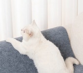 부착식스크래처 대형패드 가구 고양이 쇼파 문 발톱 의자 : 루나비스
