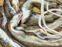 통통 바다장어 1kg 통영자연산 : 나비스타