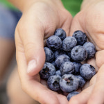 2026 무농약 블루베리 국산 햇 생블루배리 생과 : 홀리파머스