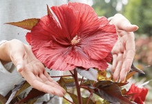 부용 카루셀 자이언트레드 C2포트숙근 미국부용 : 가든아울렛