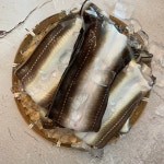 제철 바닷장어 통영 자연산 바다장어 1kg 손질후 800g 숯불구이용 장어 붕장어 아나고 : 통영이순신수산