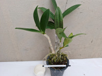 대명석곡.정통 노랑색꽃.아주좋은향.향기끝내줌.고급종.인기상품.꽃대없음.잎상태좋지않음. : 꽃천지