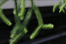 (동일품발송) 석송 스퀘어로사 : quack quack