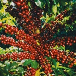 오벡스 커피 브라질 다테하 원두 BRAZIL DATERRA 500g : 오벡스컴퍼니