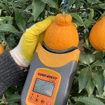 [대일농장] 제주 꼬마한라봉 가정용 당도선별 5kg 10kg 15kg : 니어제주