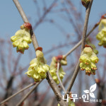 [나무인] 히어리 묘목 2개 : 나무인 영농조합법인