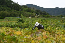 포항 기북 단풍콩잎 장아찌 : 복합문화농장 두렁