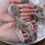 2025년 서해 제철 봄 활쭈꾸미 1kg 13미 내외 빙장 포장 생 주꾸미 생물 쭈꾸미 : 농부의발자국