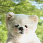 [당일발송] 강아지 산소호흡기 세트 / 고양이 대형견 반려동물 응급, 병원이동 마스크 : 산소발생기 CU메디칼