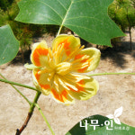 [나무인] 목백합 튤립나무 묘목 5개 : 나무인 영농조합법인