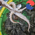 국내산 목포 신안 무안 활낙지 뻘낙지 세발낙지 소 중 대 5마리 10마리 : 코리아푸드