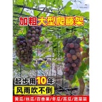 여주 포도 조롱박 고추 원예 수세미 넝쿨지지대 텃밭 덩굴 클립 정원 : 느루글로벌