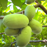 포포 나무 햇 씨앗 ( 1kg/10kg ) : 나무 8949