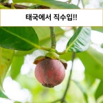 [태국직송] 고당도 생 망고스틴 : 버프템코리아