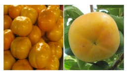 [신바람 플랜트] 태추단감 감나무 묘목 3년생 분묘 과실수 : 신바람 농자재