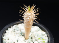 유포르비아 귈라우미니아나-250320  아프리카식물 농장 싸이테스 멸종위기희귀식물 선인장 : 에이플랜트