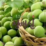 청매실 접목1년생 (묘목) : 푸르미나무