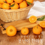 못생겨도 맛만 좋은 못난이 한라봉 10kg : 상대과원x우리농장