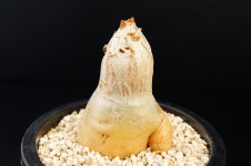 시포스템마 우터 var.마크로푸스-250320  아프리카식물 농장 싸이테스 멸종위기희귀식물 : 에이플랜트