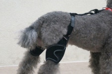 강아지 고관절보호대 - 반려견 고관절 탈구, 탈골 수술 보호대 리트리버 대형견 LCPD : 펫츠오앤피