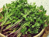 향긋함 가득한 당일 수확 화순 불미나리 200g : 웰빙 맑은내음