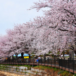 [당진기차-상품권] 4/19 20확정 장고항 실치 합덕제 벚꽃길 삼선산수목원 봄당일국내여행 : 그린스토리투어