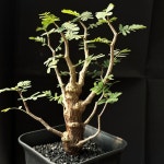 [동일품] 아프리카식물/세나 메리디오날리스(Senna meridionalis)-5416 아프리카농장 : 아프리카 농장