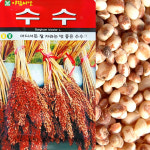 수수씨앗 20g 재래종 어디서든잘자라는 맛좋은 찰수수씨앗 : 이파주