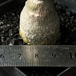 [동일품] 아프리카식물/포케아 에둘리스(Fockea edulis)-5415 아프리카농장 : 아프리카 농장
