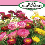 밀집꽃씨앗100g(약100,000립) : 농업회사법인 주 플랜넷